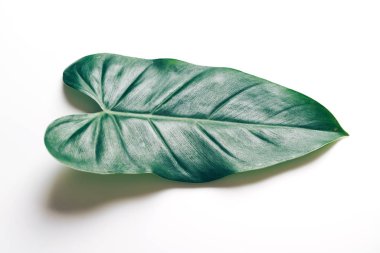 Monstera bırakmak kopya alanı ile renk arka plan üzerinde