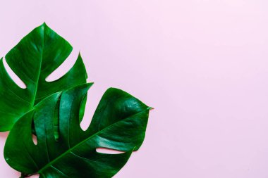 Monstera bırakmak kopya alanı ile renk arka plan üzerinde