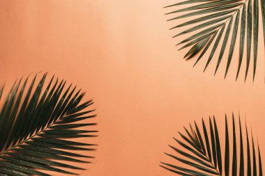 Kopya alanı ile renk arka plan üzerinde tropikal palmiye yaprakları