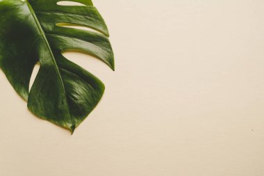 Monstera bırakmak kopya alanı ile renk arka plan üzerinde