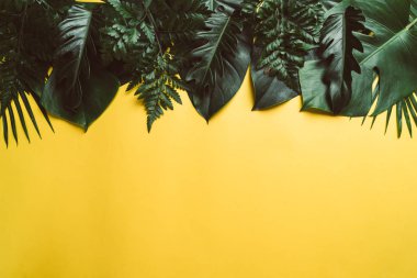 Kopya alanı ile renk arka plan üzerinde tropikal palmiye yaprakları