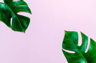 Monstera bırakmak kopya alanı ile renk arka plan üzerinde