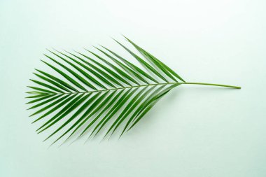 Kopya alanı ile renk arka plan üzerinde tropikal palmiye yaprakları