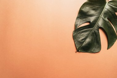 Monstera bırakmak kopya alanı ile renk arka plan üzerinde