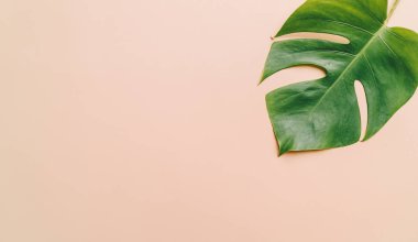 Monstera bırakmak kopya alanı ile renk arka plan üzerinde