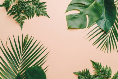Kopya alanı ile renk arka plan üzerinde tropikal palmiye yaprakları