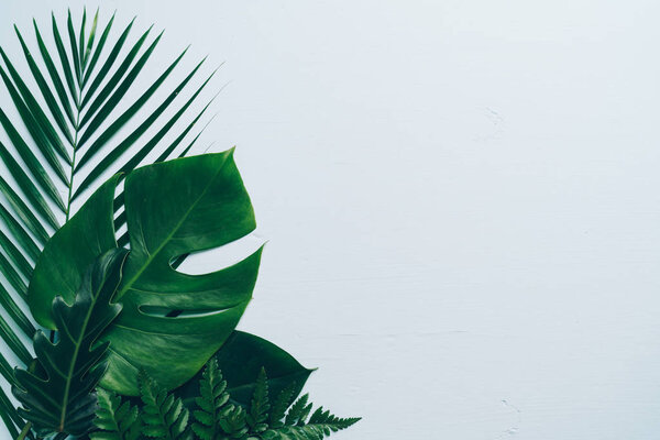 Tropical palm leaves on color background with copy space