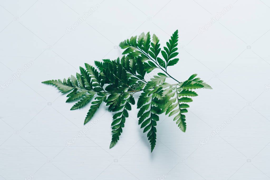 Tropical green leaves on color background with copyspace