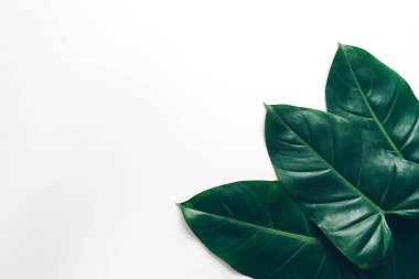 Monstera bırakmak kopya alanı ile renk arka plan üzerinde