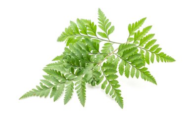 Beyaz arkaplanda yalıtılmış tropikal yapraklar