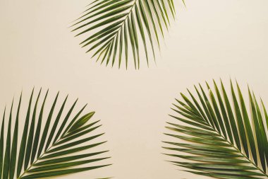 Kopya alanı ile renk arka plan üzerinde tropikal palmiye yaprakları