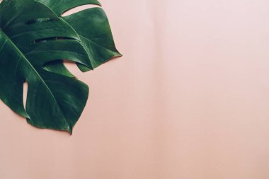 Monstera bırakmak kopya alanı ile renk arka plan üzerinde