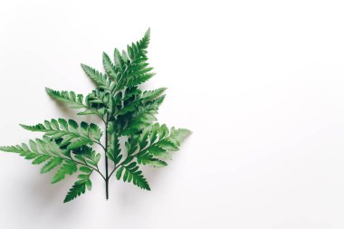 Tropikal yeşil yaprakları ile boşaltmak renk arka plan üzerinde