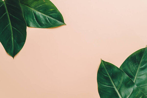 Monstera leave on color background with copy space