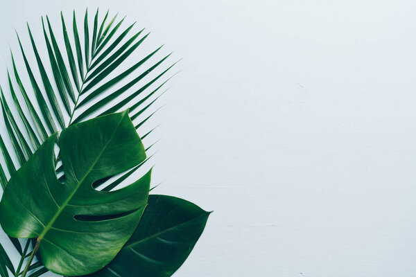 Tropical palm leaves on color background with copy space