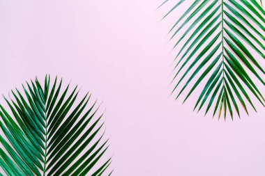 Kopya alanı ile renk arka plan üzerinde tropikal palmiye yaprakları