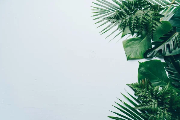 Tropiska Palmblad Färgbakgrund Med Kopia Utrymme — Stockfoto