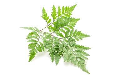 Beyaz arkaplanda yalıtılmış tropikal yapraklar