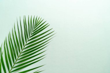 Kopya alanı ile renk arka plan üzerinde tropikal palmiye yaprakları