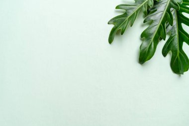 Monstera bırakmak kopya alanı ile renk arka plan üzerinde