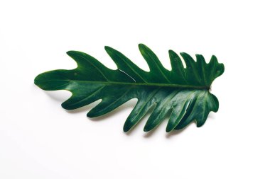 Monstera bırakmak kopya alanı ile renk arka plan üzerinde