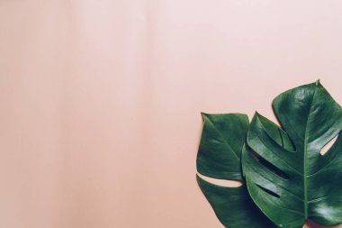 Monstera bırakmak kopya alanı ile renk arka plan üzerinde