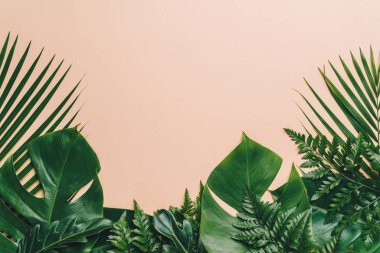 Kopya alanı ile renk arka plan üzerinde tropikal palmiye yaprakları