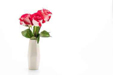 kırmızı gül beyaz arkaplanda izole