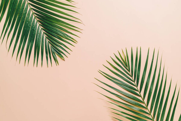 Тропические пальмовые листья на цветном фоне с копировальным местом
