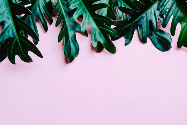 Monstera leave on color background with copy space