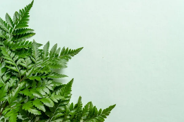 Tropische Grüne Blätter Auf Farbigem Hintergrund Mit Copyspace — Stockfoto