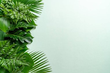 Kopya alanı ile renk arka plan üzerinde tropikal palmiye yaprakları