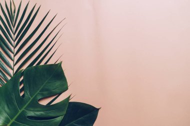 Kopya alanı ile renk arka plan üzerinde tropikal palmiye yaprakları