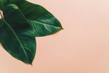 Monstera bırakmak kopya alanı ile renk arka plan üzerinde