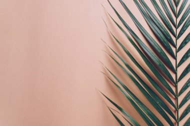 Kopya alanı ile renk arka plan üzerinde tropikal palmiye yaprakları
