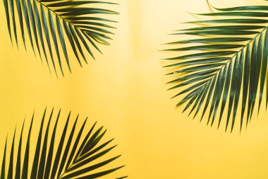 Kopya alanı ile renk arka plan üzerinde tropikal palmiye yaprakları