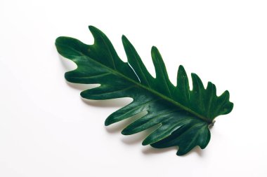 Monstera bırakmak kopya alanı ile renk arka plan üzerinde