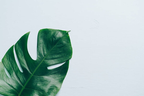 Monstera leave on color background with copy space