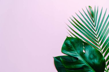 Kopya alanı ile renk arka plan üzerinde tropikal palmiye yaprakları