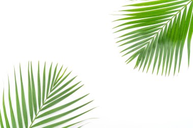 tropikal palmiye yaprakları beyaz arkaplanda izole