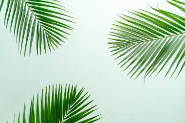 Kopya alanı ile renk arka plan üzerinde tropikal palmiye yaprakları