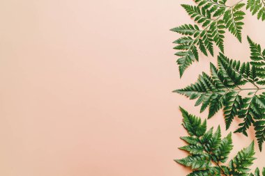 Tropikal yeşil yaprakları ile boşaltmak renk arka plan üzerinde