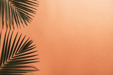 Kopya alanı ile renk arka plan üzerinde tropikal palmiye yaprakları