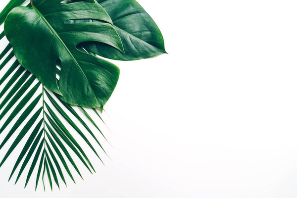 Tropical palm leaves on color background with copy space