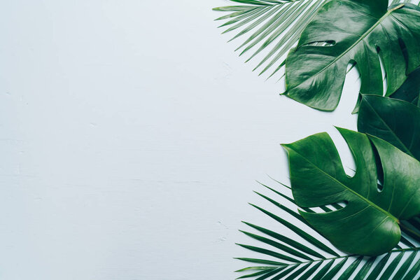 Tropical palm leaves on color background with copy space