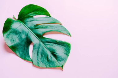 Monstera bırakmak kopya alanı ile renk arka plan üzerinde
