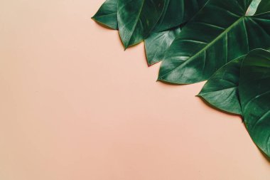 Monstera bırakmak kopya alanı ile renk arka plan üzerinde