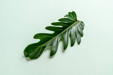Monstera bırakmak kopya alanı ile renk arka plan üzerinde