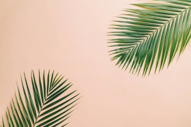 Kopya alanı ile renk arka plan üzerinde tropikal palmiye yaprakları