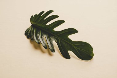 Monstera bırakmak kopya alanı ile renk arka plan üzerinde